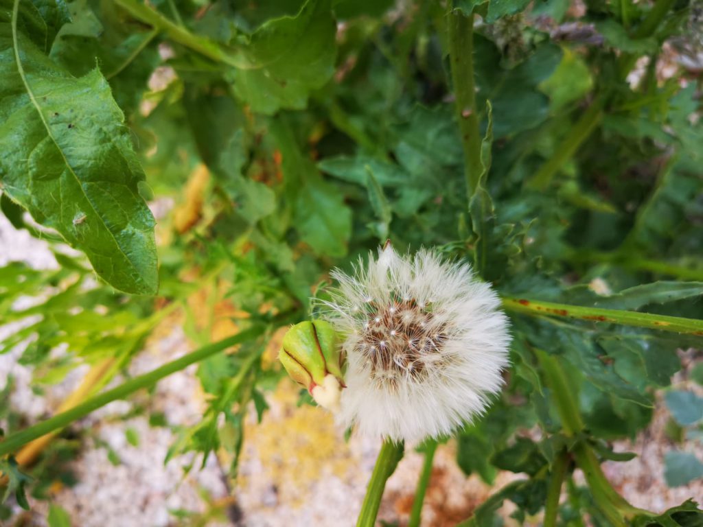 שירת ההשתלמות by Sharon Bello - Ourboox.com