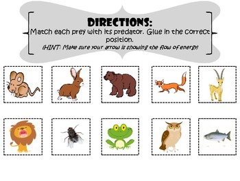 Intro to Food Webs by Noel Urquhart - Illustrated by Noel Urquhart - Ourboox.com