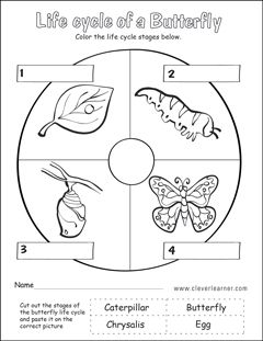 The Life Cycle of Annabella the Butterfly by Emily Girolamo - Ourboox.com