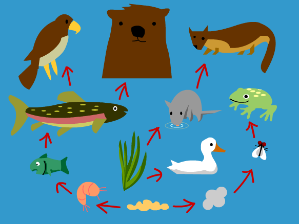 Let's Learn about Food Webs!