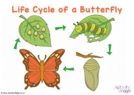 The Life Cycle of Annabella the Butterfly by Emily Girolamo - Ourboox.com