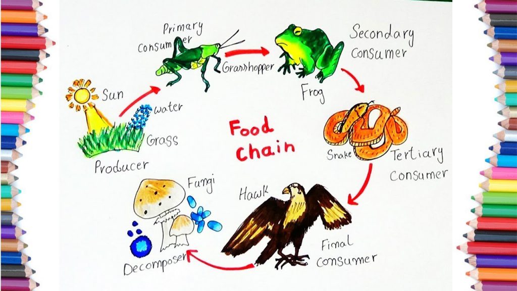 Intro to Food Webs by Noel Urquhart - Illustrated by Noel Urquhart - Ourboox.com