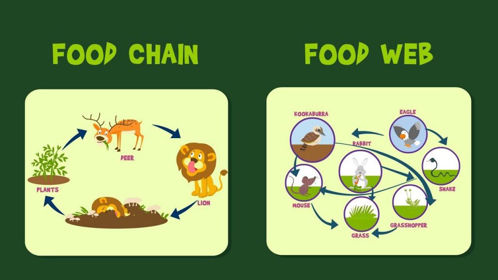 intro-to-food-webs-ourboox