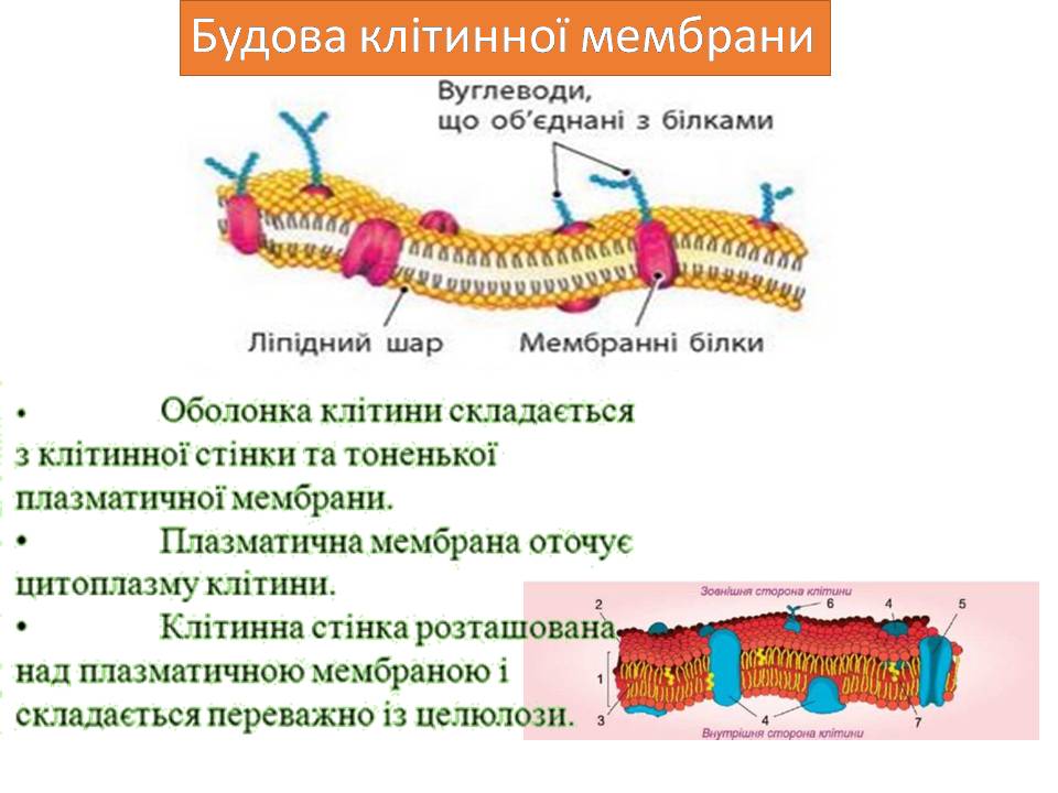 Клітина 6кл by Pidgorodetska Olena - Ourboox.com