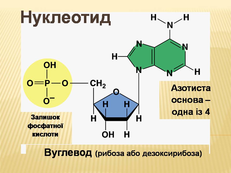 ДНК 9 клас by Pidgorodetska Olena - Ourboox.com