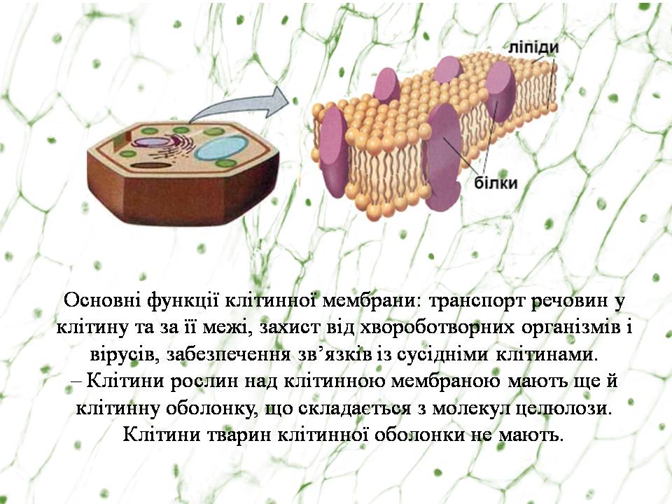 Клітина 6кл by Pidgorodetska Olena - Ourboox.com