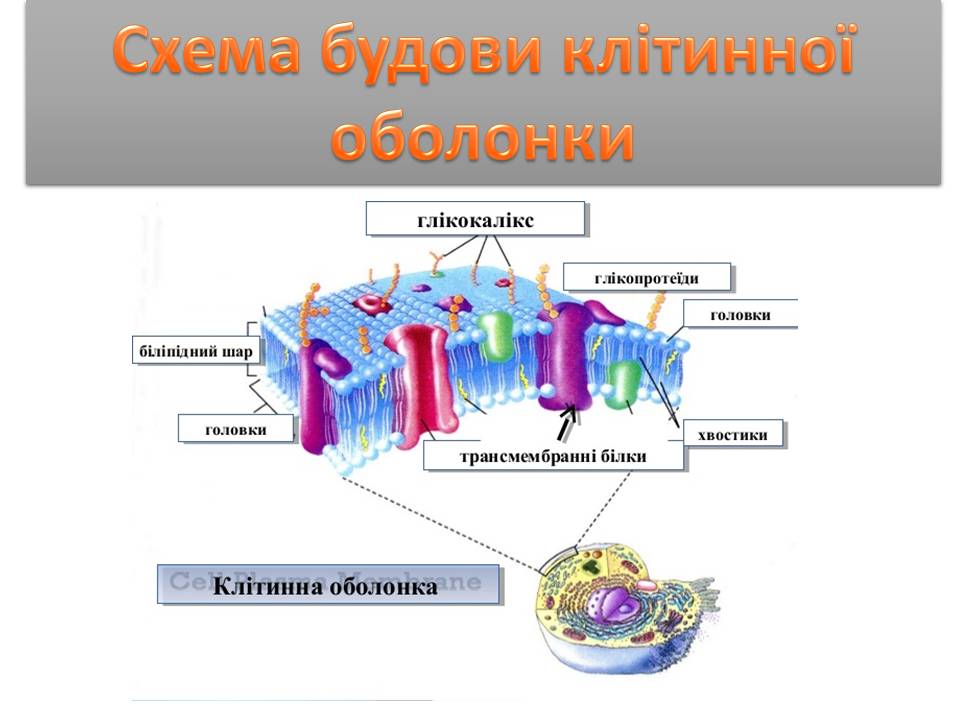 Клітина 6кл by Pidgorodetska Olena - Ourboox.com