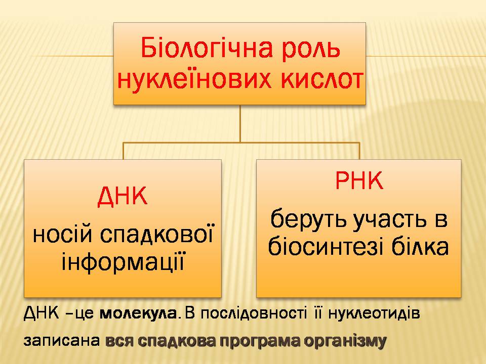 ДНК 9 клас by Pidgorodetska Olena - Ourboox.com