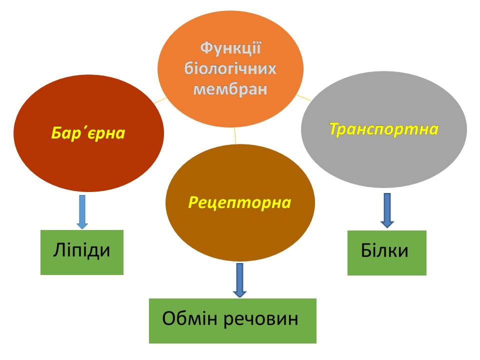 Клітина 6кл by Pidgorodetska Olena - Ourboox.com