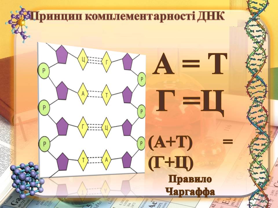 ДНК 9 клас by Pidgorodetska Olena - Ourboox.com