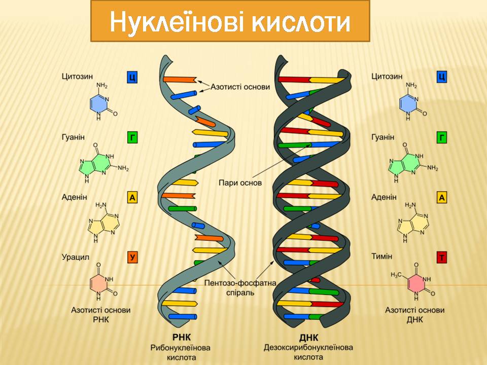 ДНК 9 клас by Pidgorodetska Olena - Ourboox.com