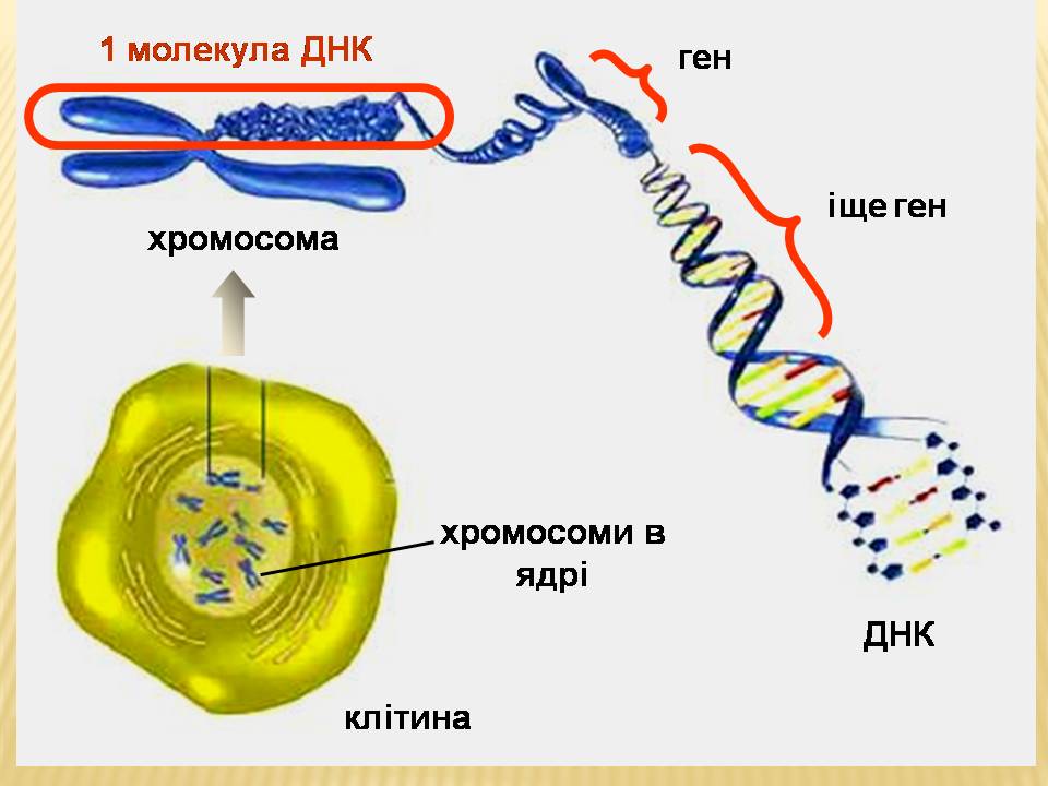 ДНК 9 клас by Pidgorodetska Olena - Ourboox.com