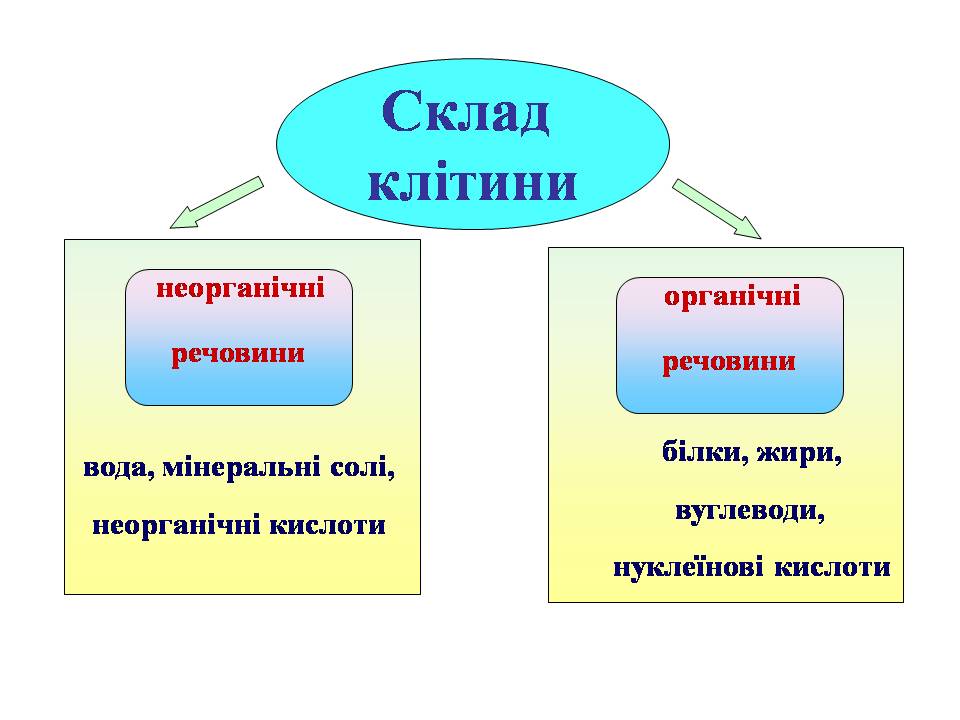 Клітина 6кл by Pidgorodetska Olena - Ourboox.com