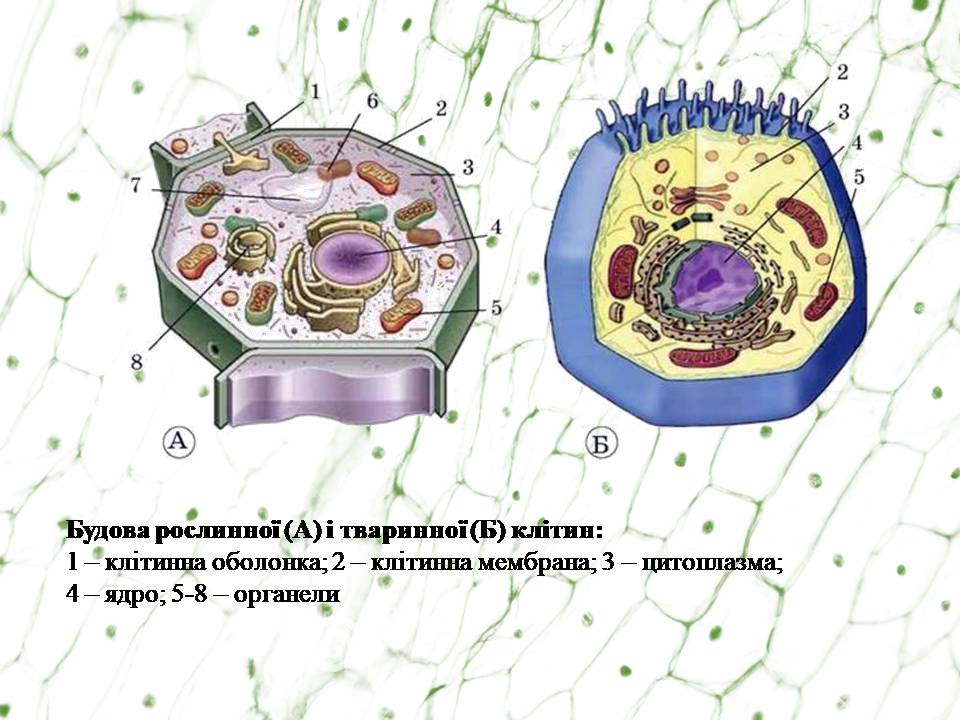 Клітина 6кл by Pidgorodetska Olena - Ourboox.com