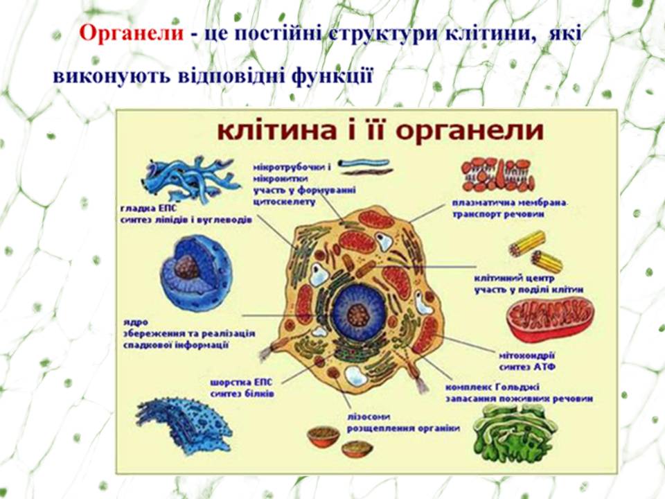 Клітина 6кл by Pidgorodetska Olena - Ourboox.com