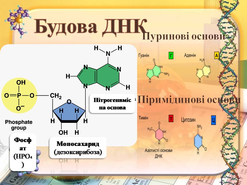 ДНК 9 клас by Pidgorodetska Olena - Ourboox.com