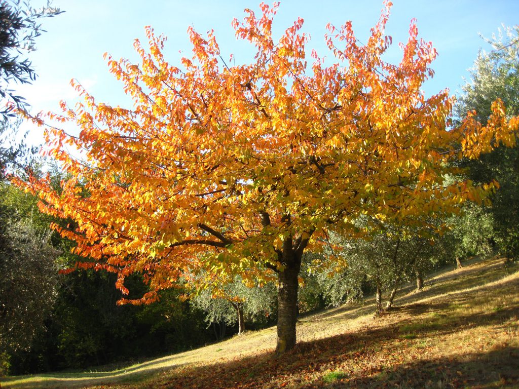 L'autunno. Un'altra primavera