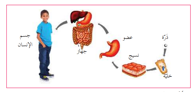 تركيب المادة by bahan amireh - Illustrated by بهان عميرة  - Ourboox.com