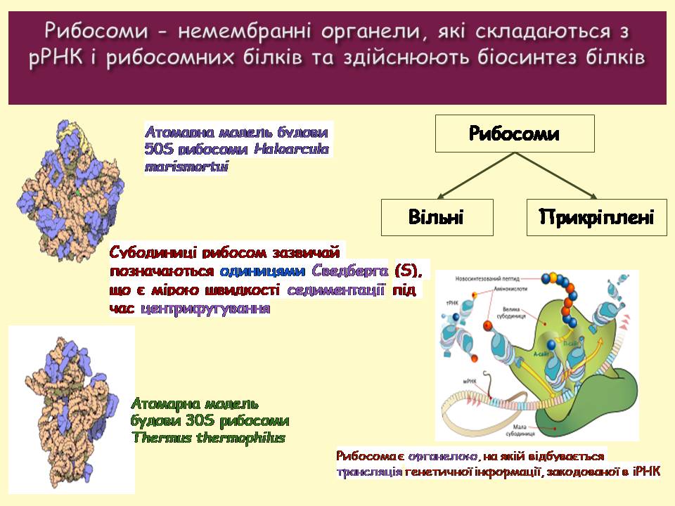 9 клас by Pidgorodetska Olena - Ourboox.com