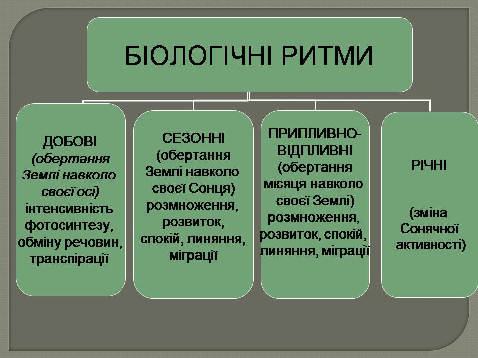 Біоритми by Pidgorodetska Olena - Ourboox.com