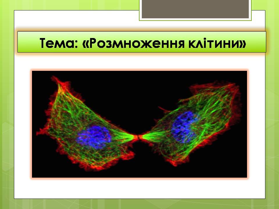 Розмноження клітин 6клас. by Pidgorodetska Olena - Ourboox.com