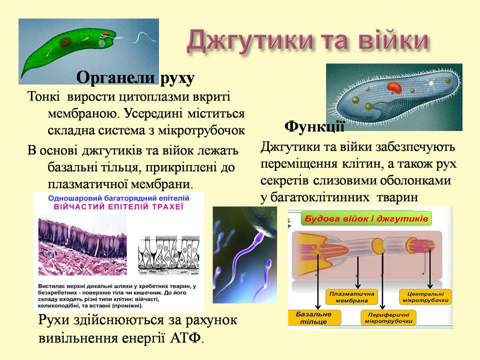 9 клас by Pidgorodetska Olena - Ourboox.com