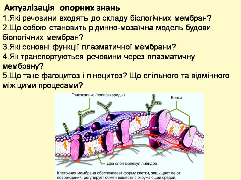 9 клас by Pidgorodetska Olena - Ourboox.com