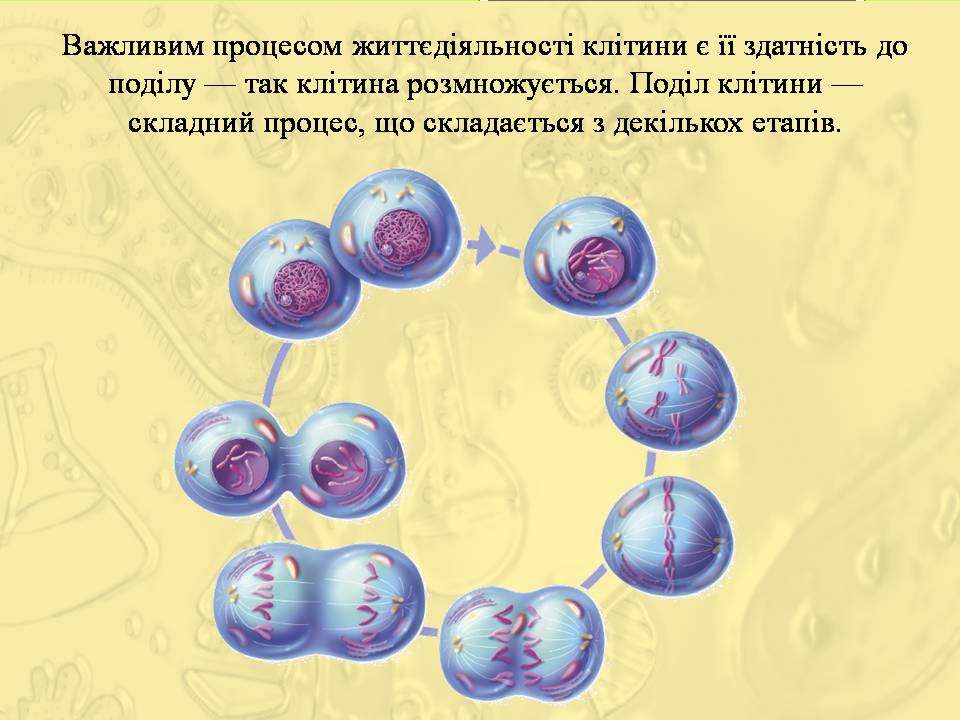 Розмноження клітин 6клас. by Pidgorodetska Olena - Ourboox.com