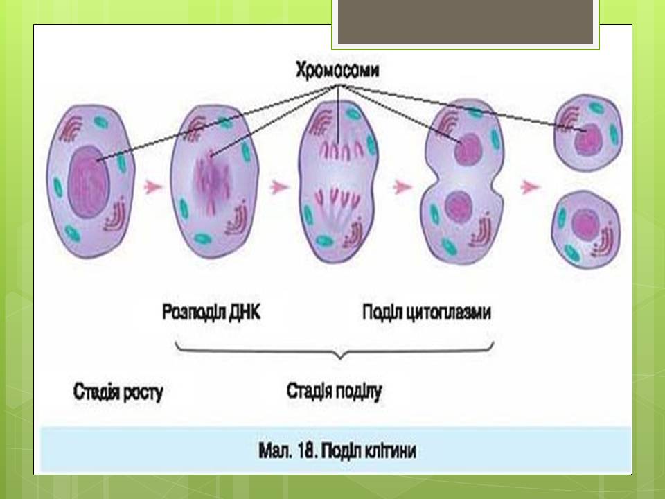 Розмноження клітин 6клас. by Pidgorodetska Olena - Ourboox.com