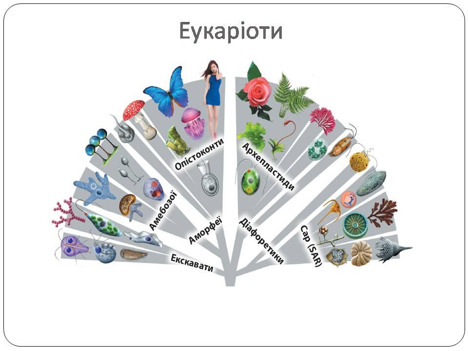 Автоторфні еукаріоти 10клас by Pidgorodetska Olena - Ourboox.com