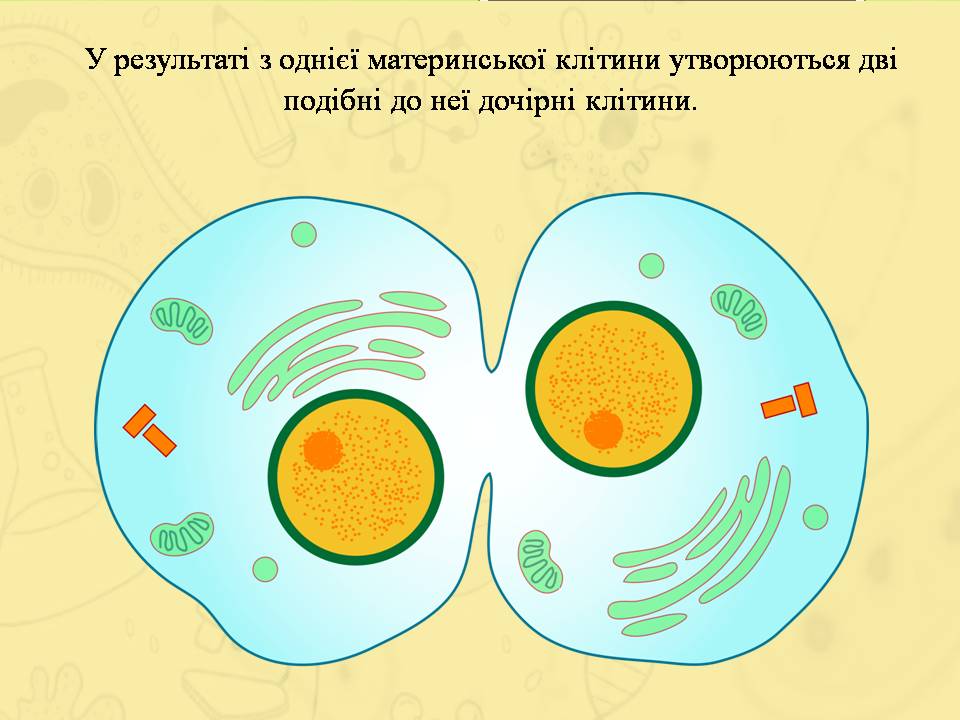 Розмноження клітин 6клас. by Pidgorodetska Olena - Ourboox.com