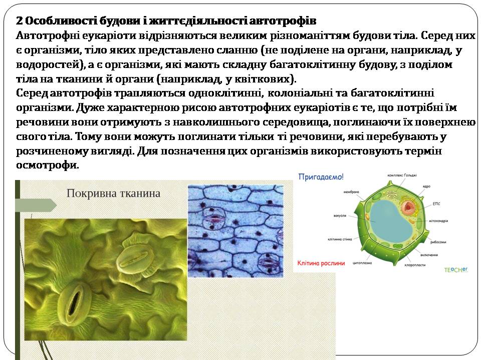 Автоторфні еукаріоти 10клас by Pidgorodetska Olena - Ourboox.com