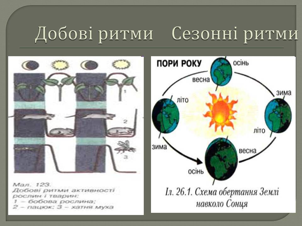 Біоритми by Pidgorodetska Olena - Ourboox.com