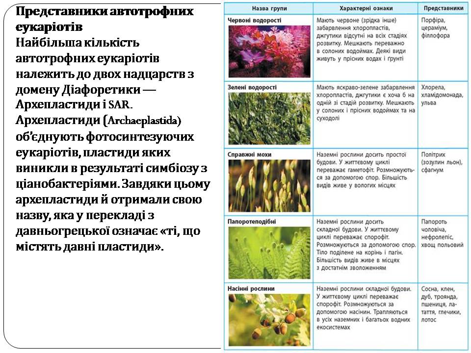 Автоторфні еукаріоти 10клас by Pidgorodetska Olena - Ourboox.com