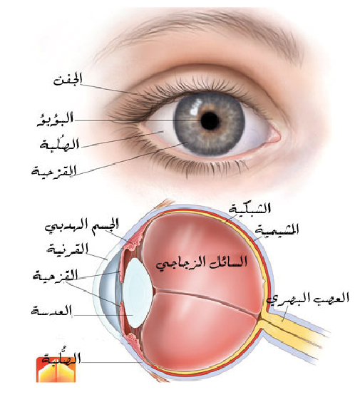 البصر والسمع by Yousef alyan - Illustrated by كتاب البصر والسمع - Ourboox.com