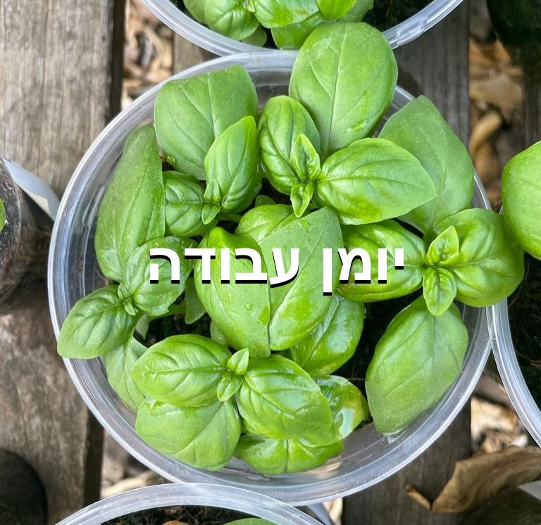 ביוחקר – מיתון עקת מלח בבזיליקום by אריאל דביר ונעם דרר - Ourboox.com