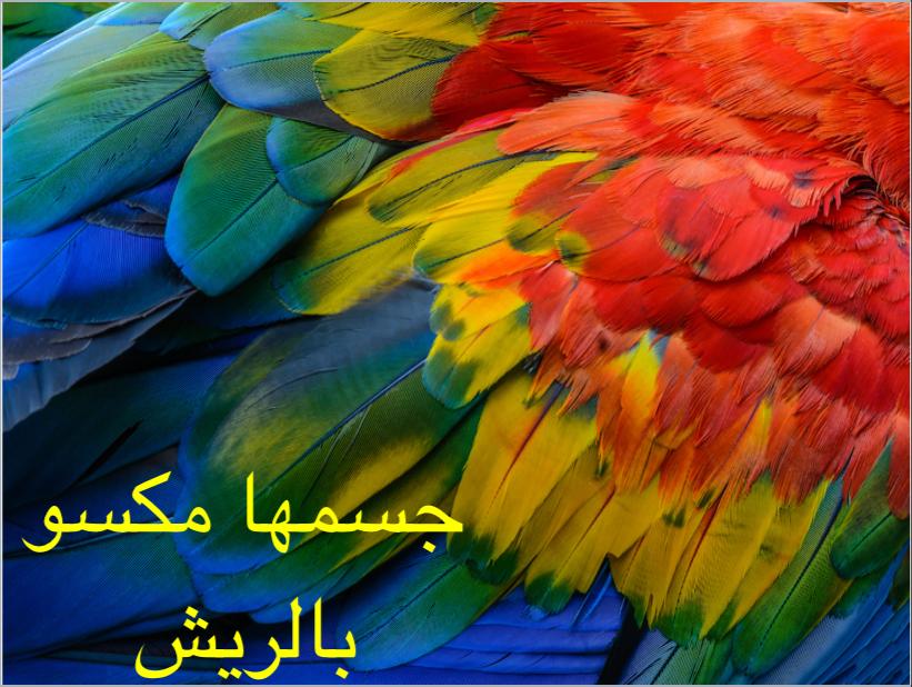 الطيور by Baian Ganayem - Illustrated by اعداد: بيان غنايم  - Ourboox.com