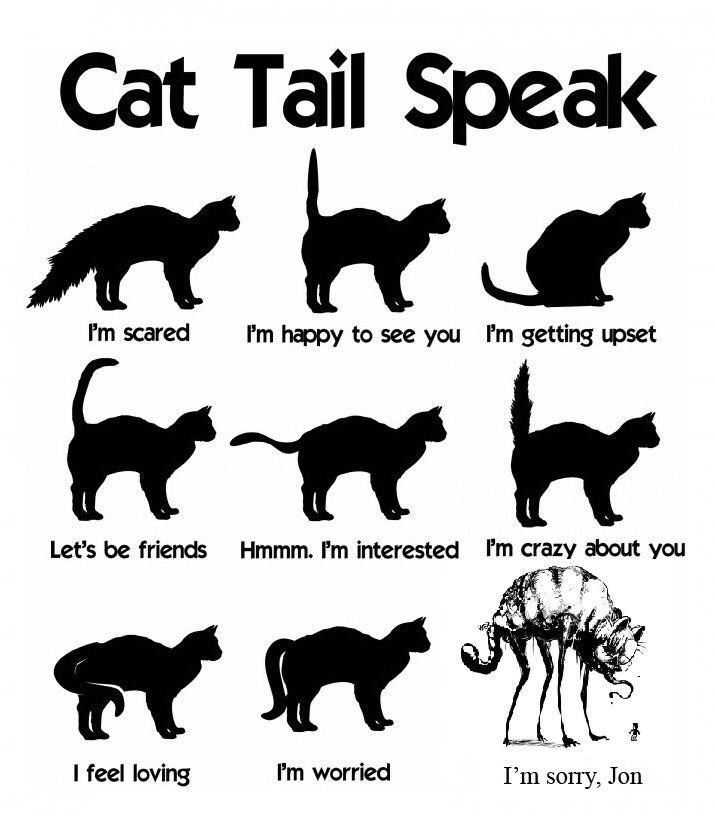 Cat Tail Meanings by zehra sürmeli - Illustrated by Zehra Sürmeli - Ourboox.com