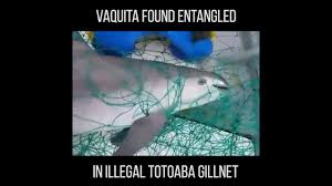 Vaquitas Human Impact Project by Sydney Young - Ourboox.com