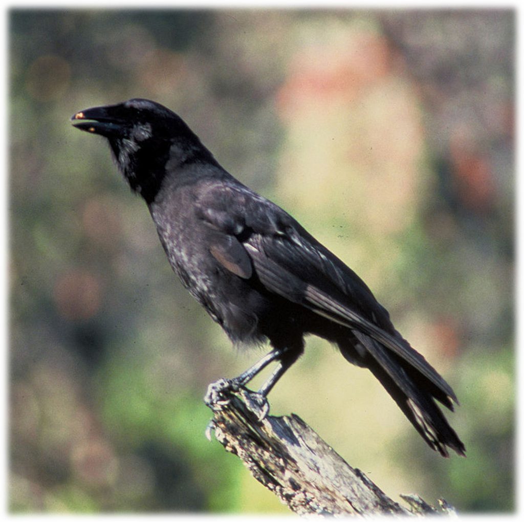 Crow Communication by Мария Сивкова - Ourboox.com