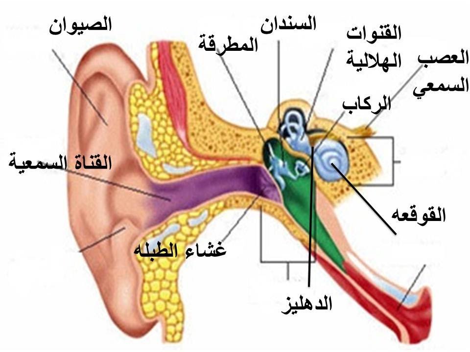 السمع والبصر by saleh - Ourboox.com