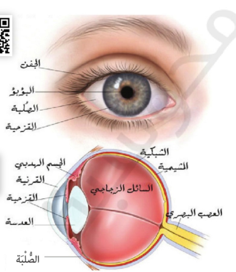 الحواس : البصر والسمع by Yazan Ayyad - Illustrated by يزن عياد - Ourboox.com