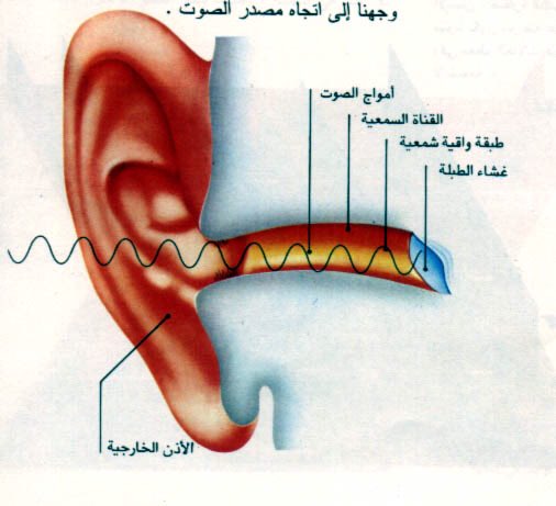 الحواس البصر والسمع by mohamad alyan - Ourboox.com