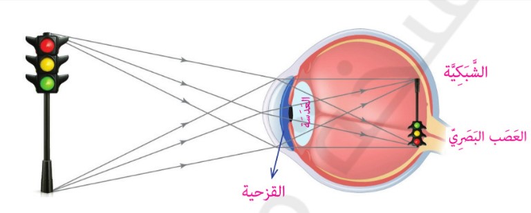 الحواس : البصر والسمع by Yazan Ayyad - Illustrated by يزن عياد - Ourboox.com