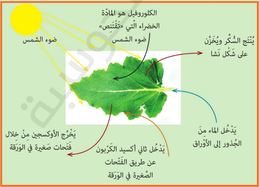 الضوء by ADNAN AYYAD - Illustrated by عدنان عياد - Ourboox.com