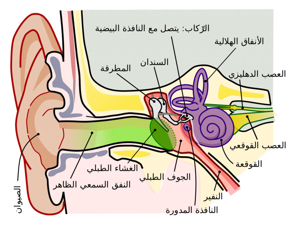 البصر والسمع by Yousef alyan - Illustrated by كتاب البصر والسمع - Ourboox.com