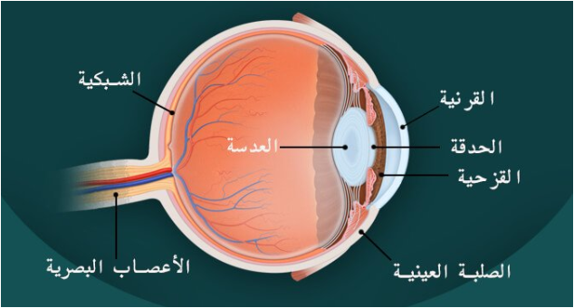 السمع والبصر by saleh - Ourboox.com