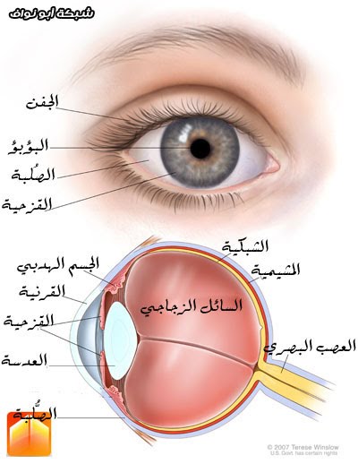 الحواس البصر والعين by ghina awad - Illustrated by ghina awd - Ourboox.com