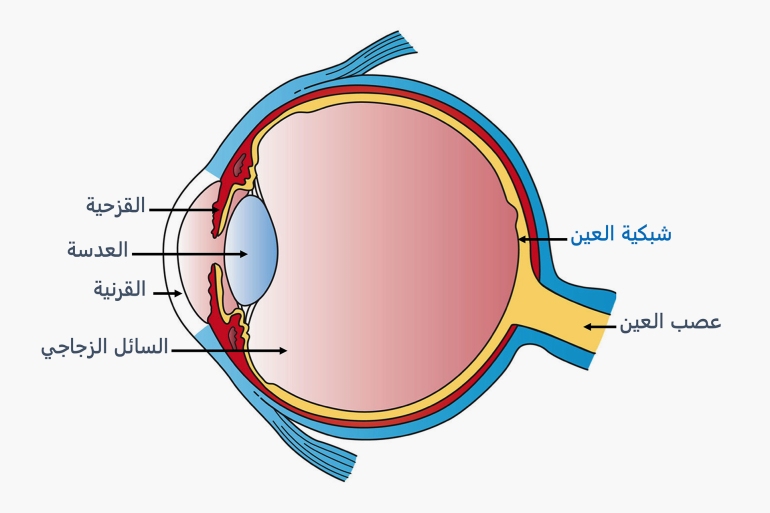 الحواس البصر والعين by ghina awad - Illustrated by ghina awd - Ourboox.com