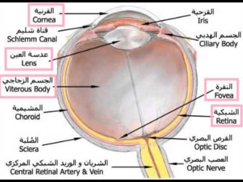 الضوء by saleh - Illustrated by صالح سلمان - Ourboox.com